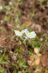 Moroccan toadflax